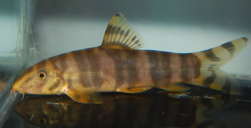 An older fish with typical 'split' bars.