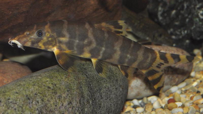 A probable adult male.