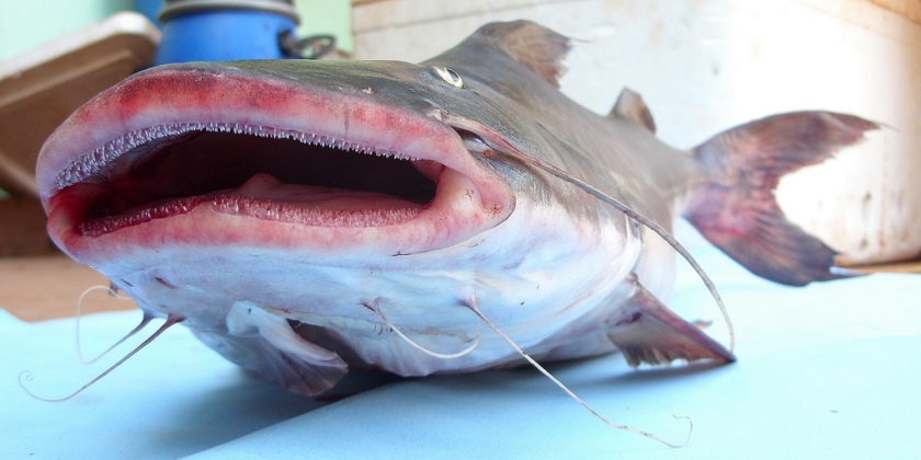 Mouth detail of a subadult captured in the rio Tocantins basin, Brazil.