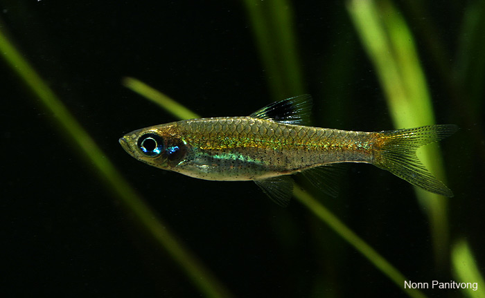 Wild male specimen from Thailand.