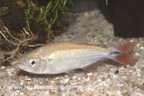 Brycon cephalus juvenile