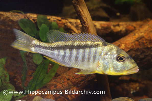 Buccochromis lepturus