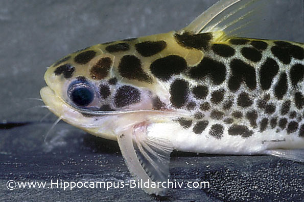Centromochlus perugiae