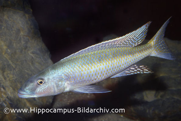 Champsochromis spilorhynchus male