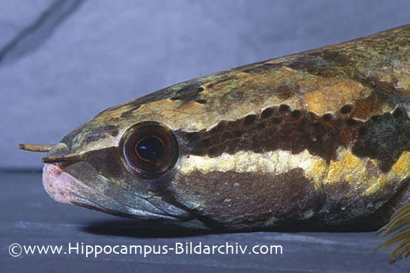 Head detail.