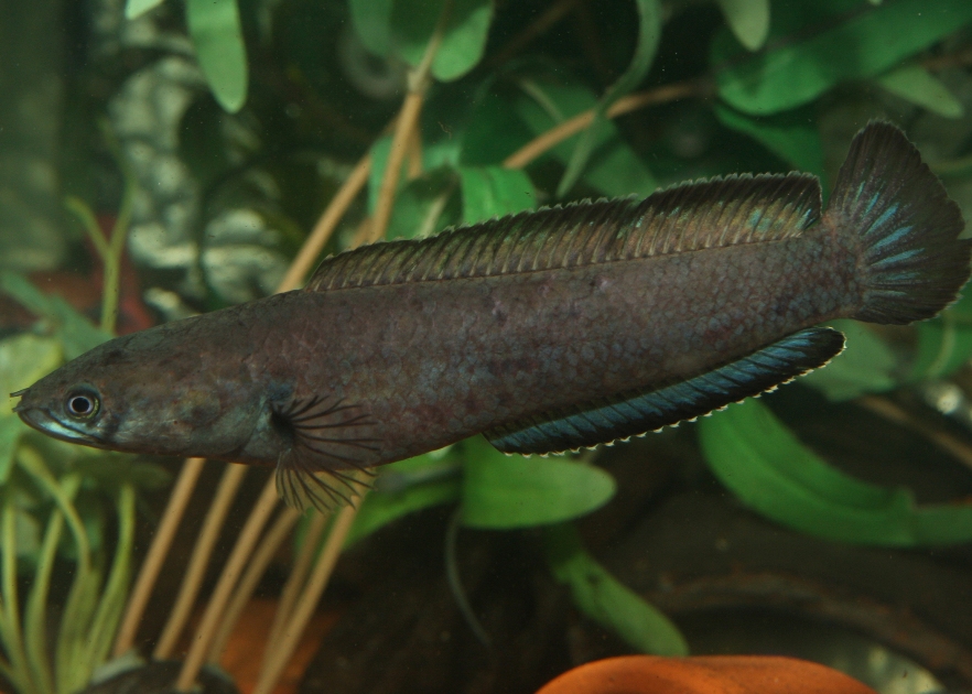 Adult female of the 'Kottawa A' form.
