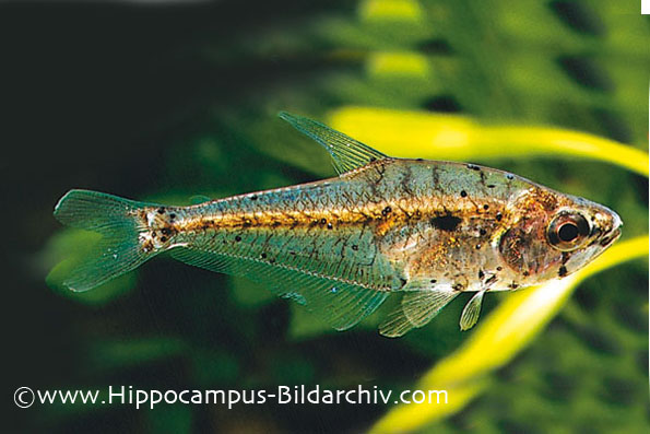 Charax condei