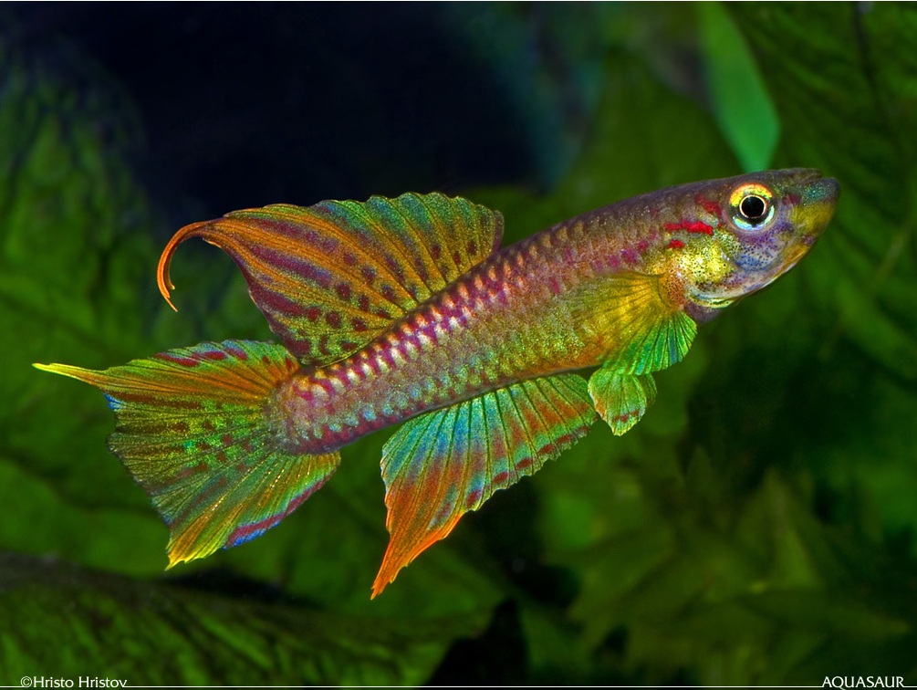 Male specimen of the 'Penda Mboko 2001' strain.