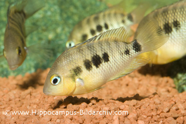 Cichlasoma urophthalmus juveniles