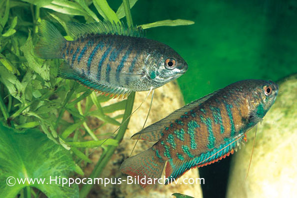 Colisa fasciata pair, female upper