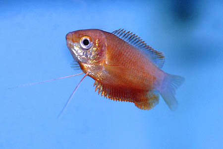 Colisa labiosa domestic red form