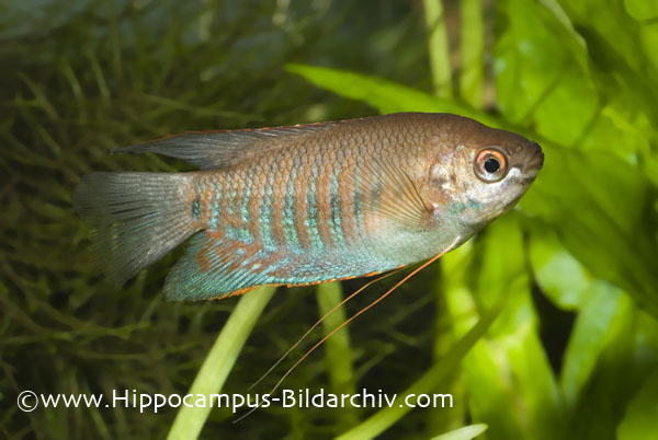 Colisa labiosa