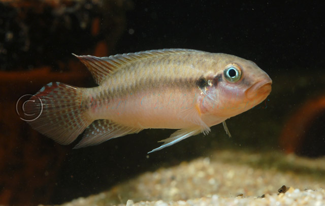 Adult male specimen in normal colouration.