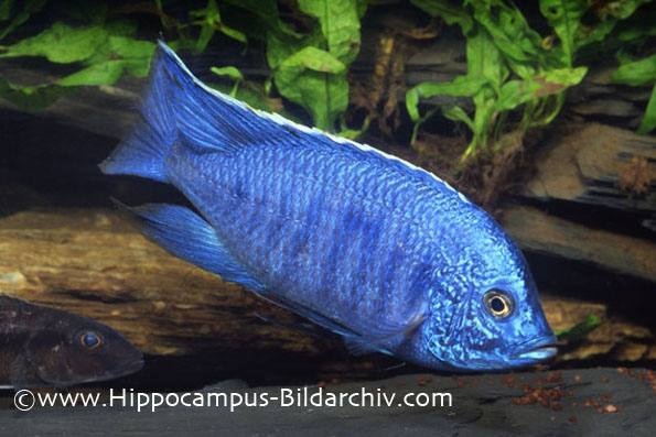 Copadichromis azureus male