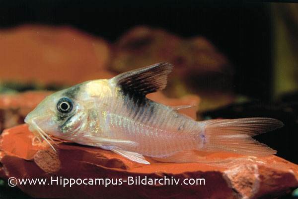 Young adult specimen.