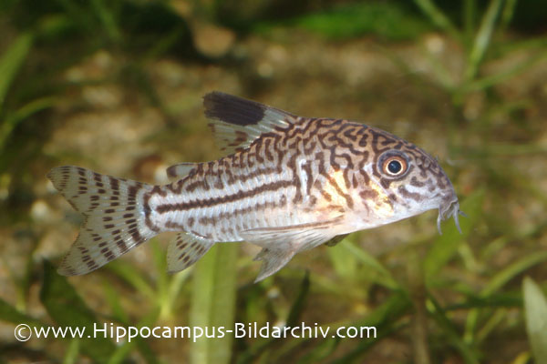 This species is quite variable in patterning between individuals.