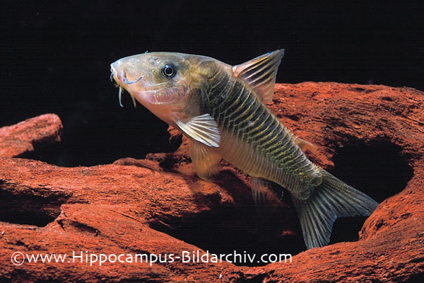 Corydoras melanotaenia