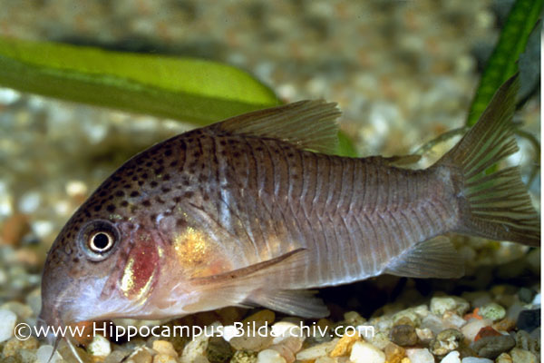 Corydoras polystictus