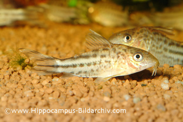 Corydoras robineae