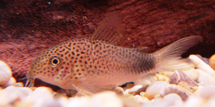 Corydoras similis