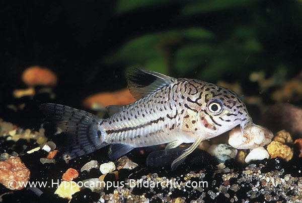 Corydoras trilineatus
