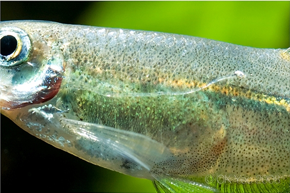 Detail of gill gland on male Corynopoma riisei; this is one of the few species of glandulocaudinid to possess such a gland.