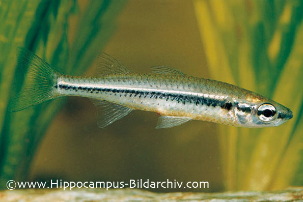 Craterocephalus stercusmuscarum stercusmuscarum