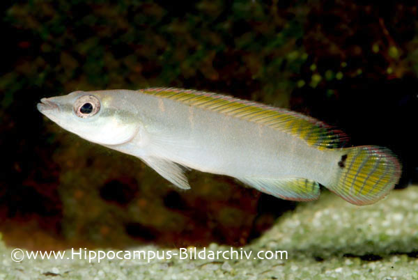 Crenicichla compressiceps