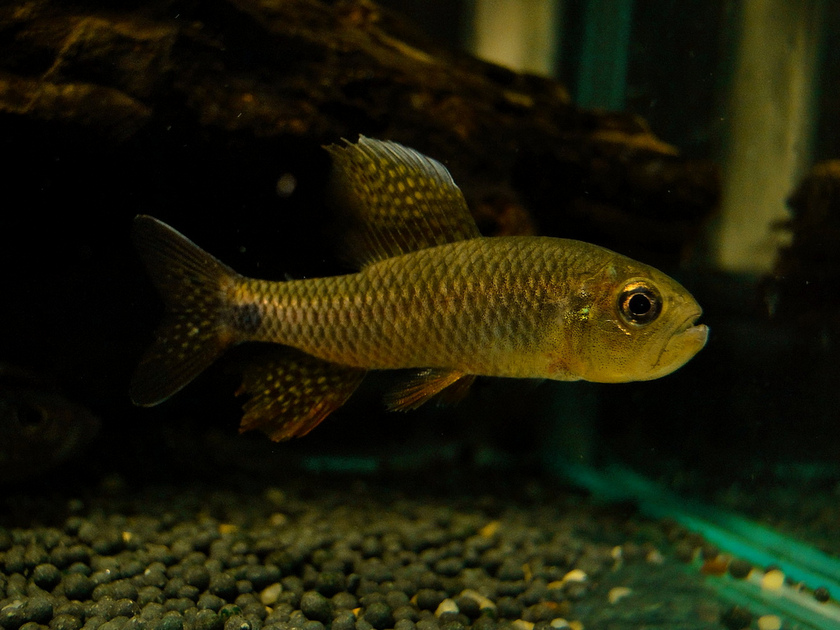 Newly-imported specimens, such as this male, are often undernourished.