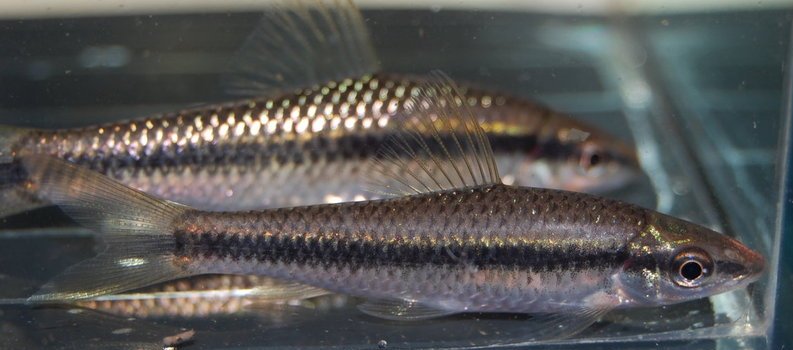 Young specimens of C. atrilimes.
