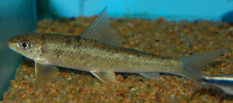 Subadult of C. latius.