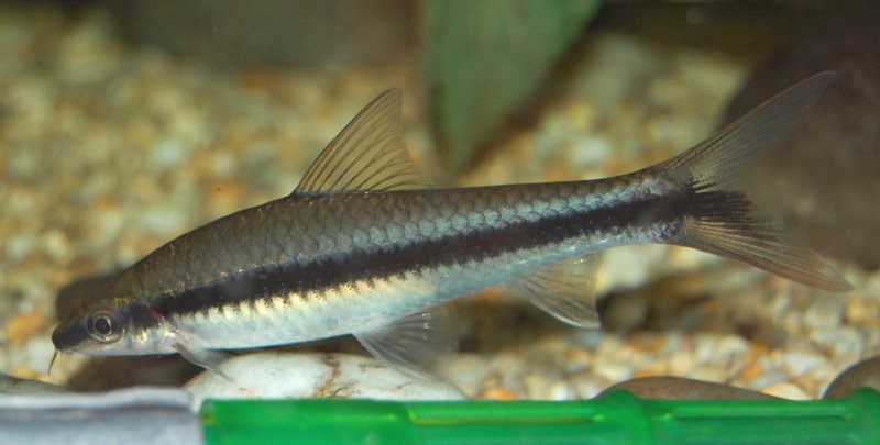 Crossocheilus nigriloba.