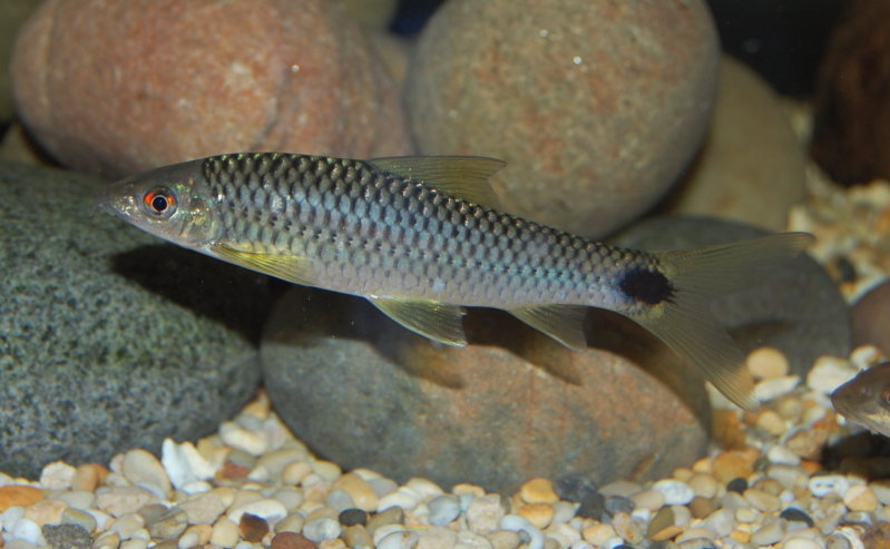 Subadult specimen from the UK aquarium trade.
