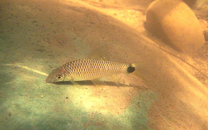 C. reticulatus in nature; Namnow National Park, northeast Thailand.