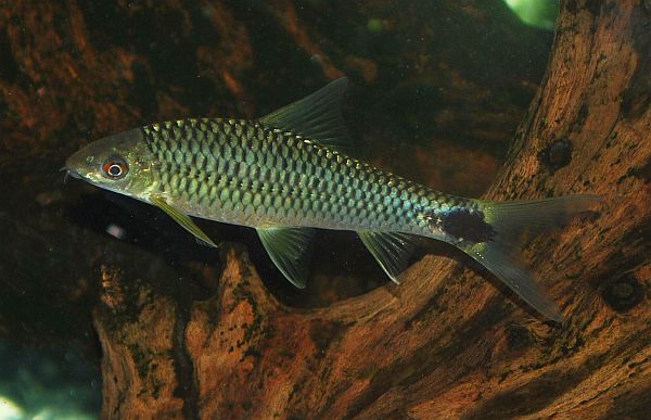 Subadult.