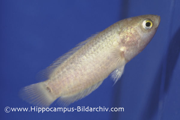 Ctenopoma muriei juvenile