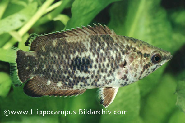 Ctenopoma weeksii