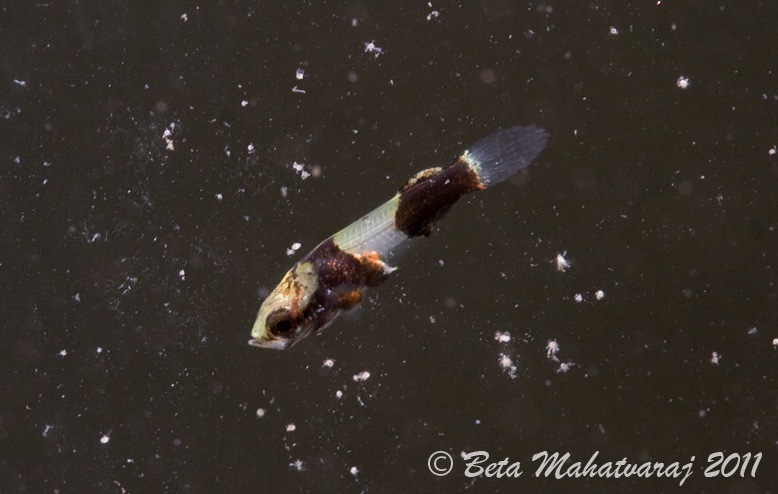 Newly-released fry are relatively inactive and tend to feed from or close to the surface.