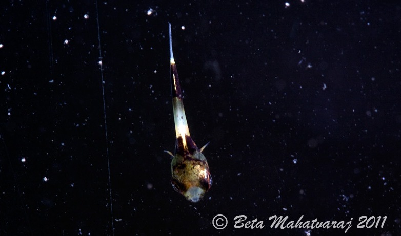 Newly-released fry - dorsal view.