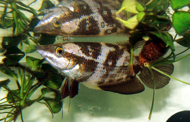 Adult male with brood/defensive patterning.