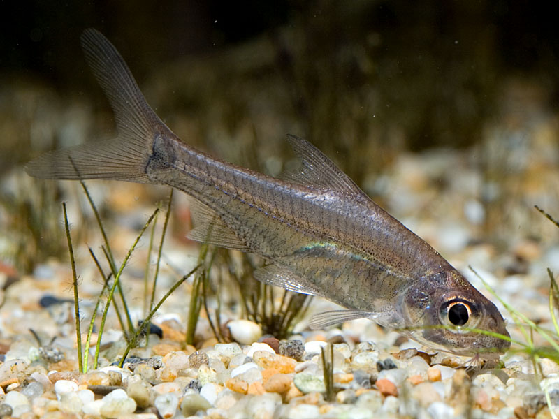 Young specimen of Cyclocheilichthys heteronema.
