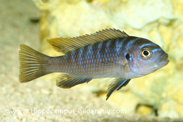 Cynotilapia afra juvenile male