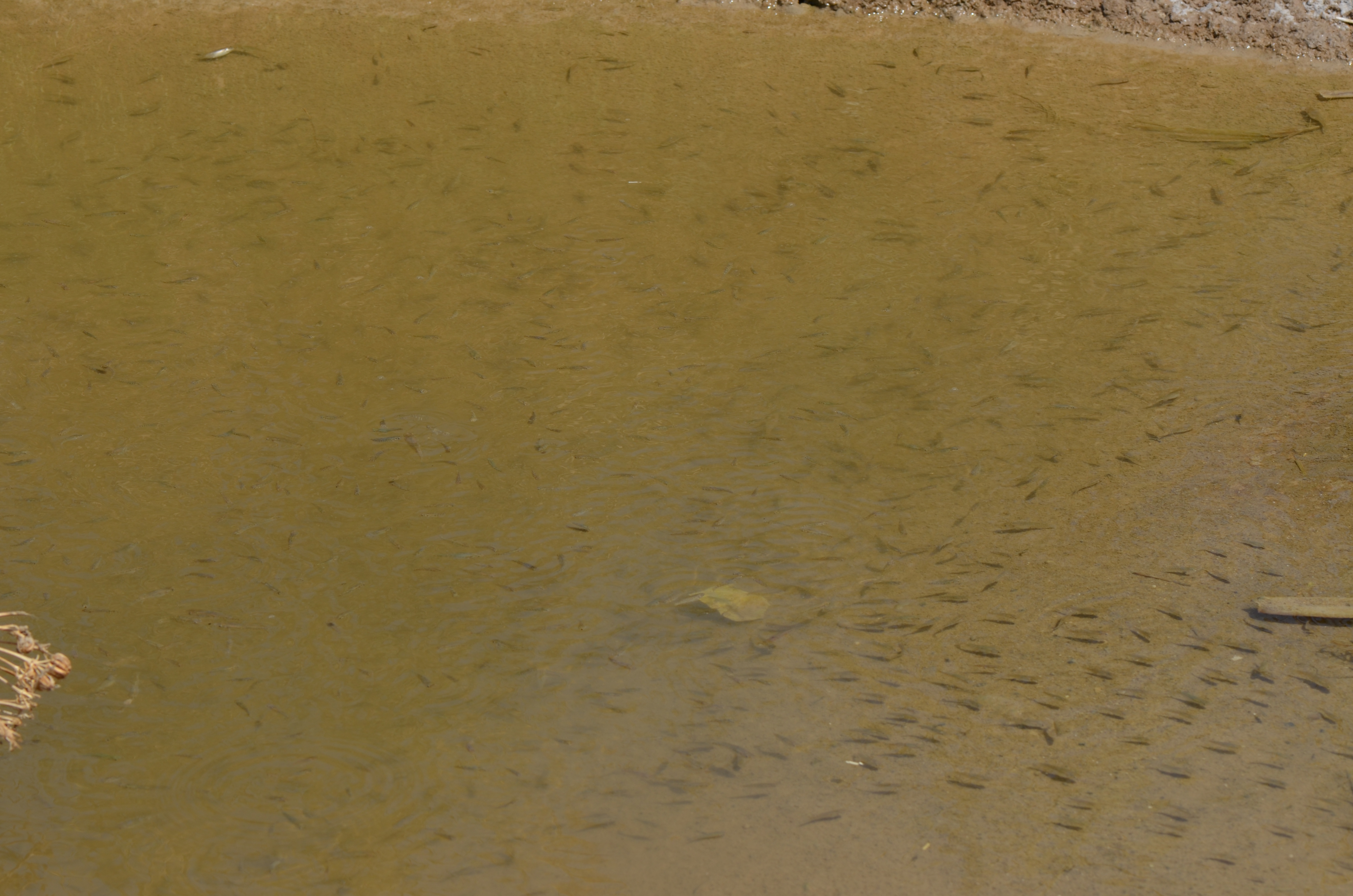 In the hypersaline habitats, as the coastal ones, thousands of individuals can become trapped in small pools during the driest period of the year.