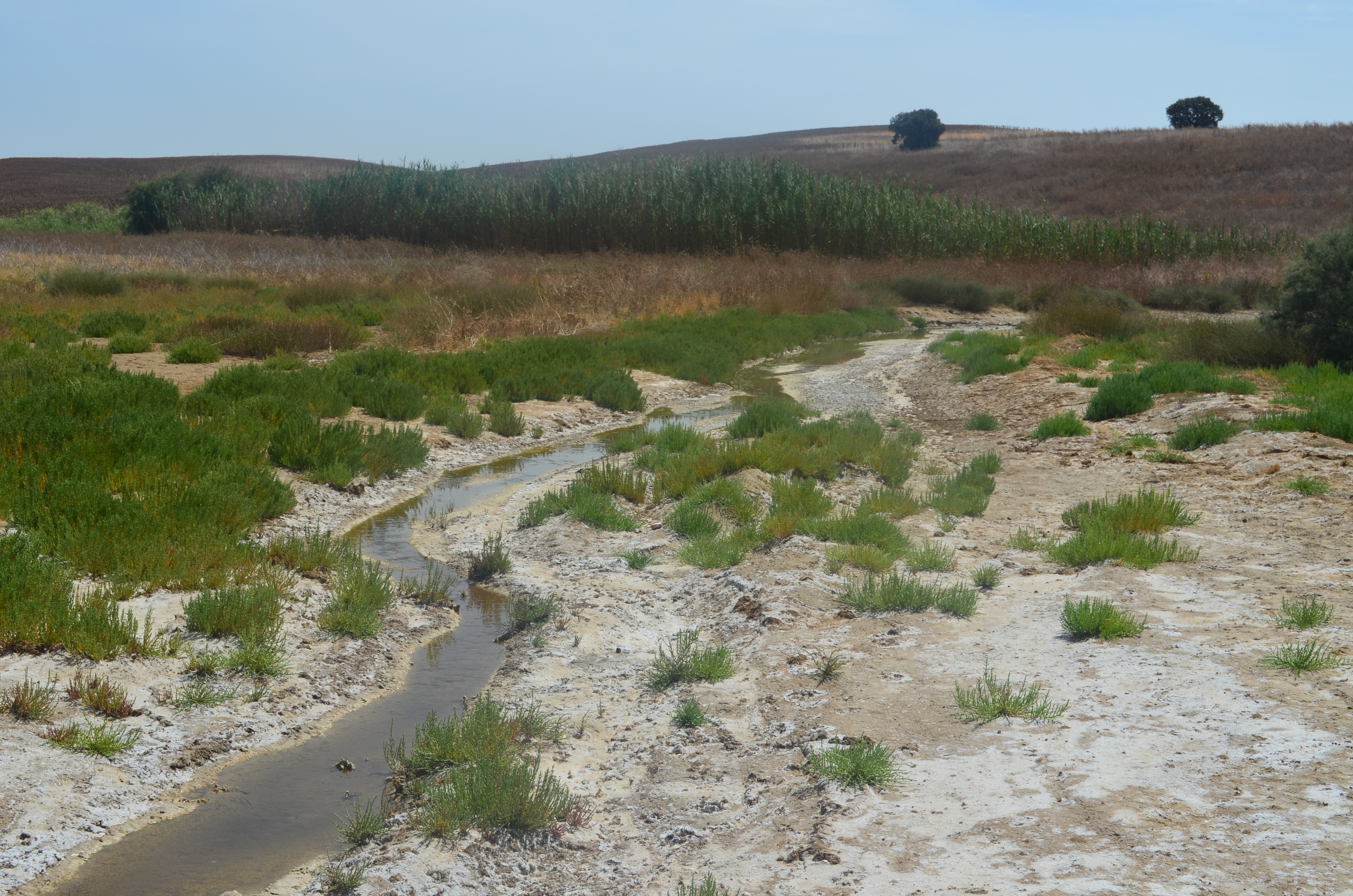 ...the other being temporal, hypersaline streams further inland.