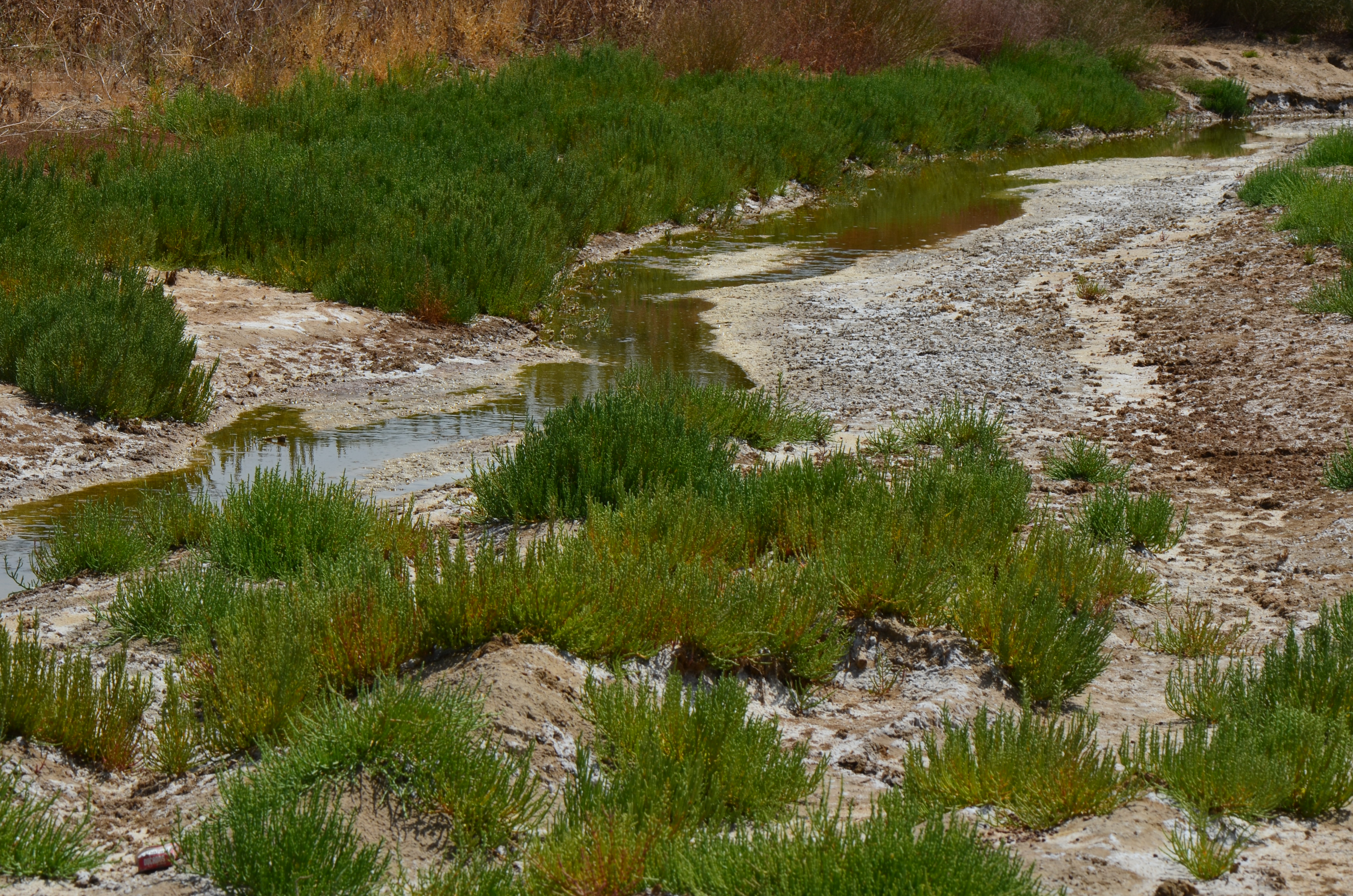The formation of salt deposits around the margins indicate that water is never especially abundant here.