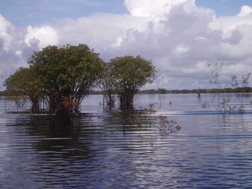 The Kapuas Lakes is a vast floodplain, consisting of seasonal lakes, freshwater swamp forest and peat swamp forest.