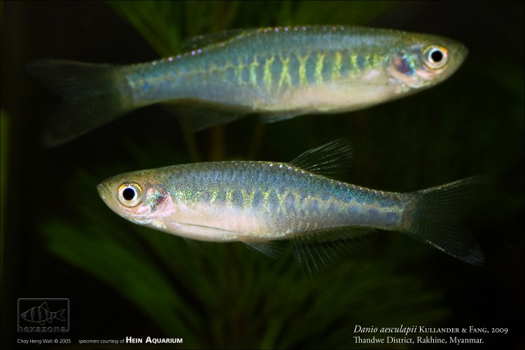 Adult pair; male in foreground.