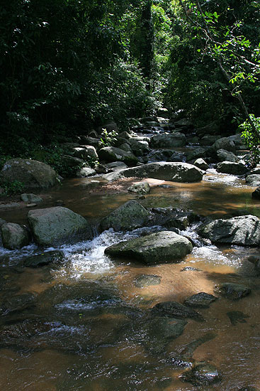 This stream near Bangkok is a typical habitat of the species.