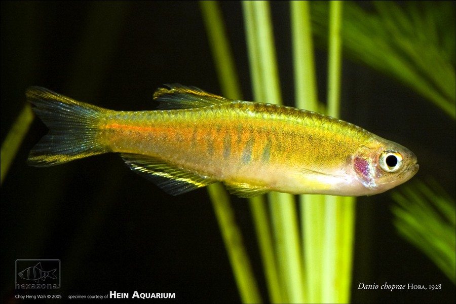 Male specimen.