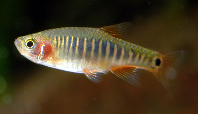 Adult male from the aquarium trade.